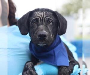 Labrador Retriever-Unknown Mix Dogs for adoption in San Antonio, TX, USA