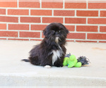 Small #2 Shih Tzu