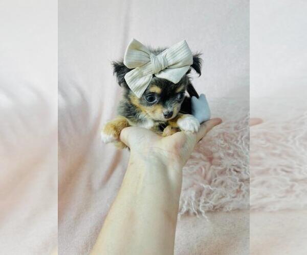 Medium Photo #1 Chihuahua Puppy For Sale in ORLANDO, FL, USA