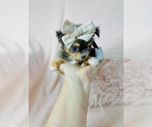 Chihuahua Litter for sale in ORLANDO, FL, USA