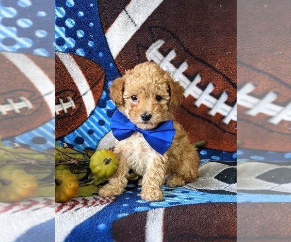 Medium Photo #3 Poodle (Toy) Puppy For Sale in OXFORD, PA, USA
