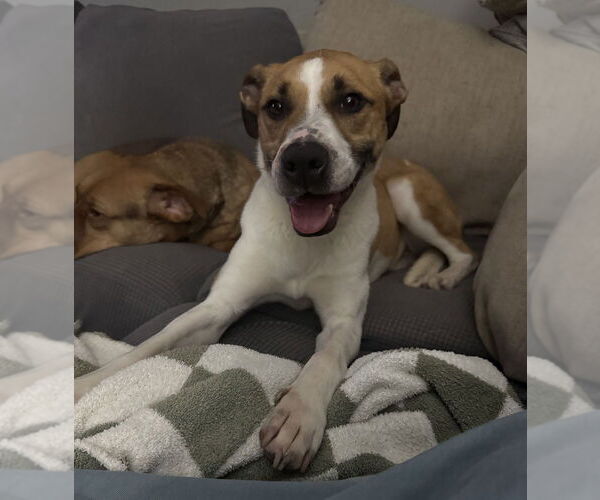 Medium Photo #4 Mutt Puppy For Sale in Boston, MA, USA