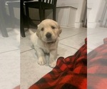 Small Photo #2 Golden Retriever Puppy For Sale in MELISSA, TX, USA