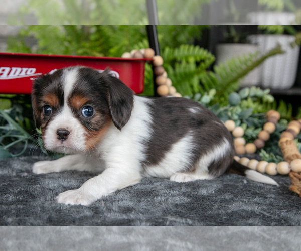 Medium Photo #3 Cavalier King Charles Spaniel Puppy For Sale in NARVON, PA, USA
