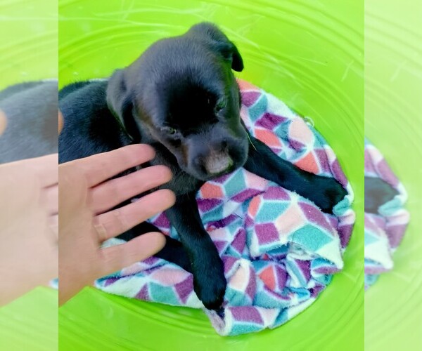 Medium Photo #27 Labrador Retriever Puppy For Sale in IONE, CA, USA