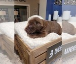 Small Photo #12 Labrador Retriever Puppy For Sale in KATHLEEN, GA, USA