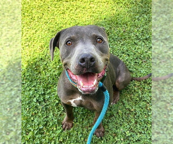 Medium Photo #1 Mutt Puppy For Sale in Sacramento, CA, USA