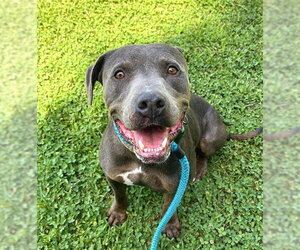 Mutt Dogs for adoption in Sacramento, CA, USA