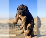 Small #5 German Shepherd Dog