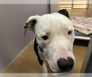 Mutt Dogs for adoption in Martinez, CA, USA