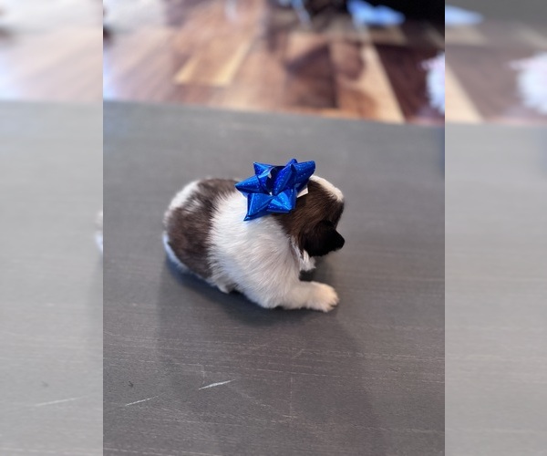 Medium Photo #5 Shih Tzu Puppy For Sale in CENTRALIA, IL, USA