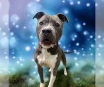 Small #5 American Pit Bull Terrier