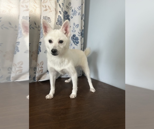 Medium Photo #26 Alaskan Klee Kai Puppy For Sale in DURHAM, CT, USA