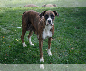 Mother of the Boxer puppies born on 07/22/2025