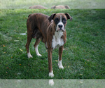 Small Photo #1 Boxer Puppy For Sale in KIRKWOOD, PA, USA