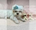 Small #27 Shih Tzu