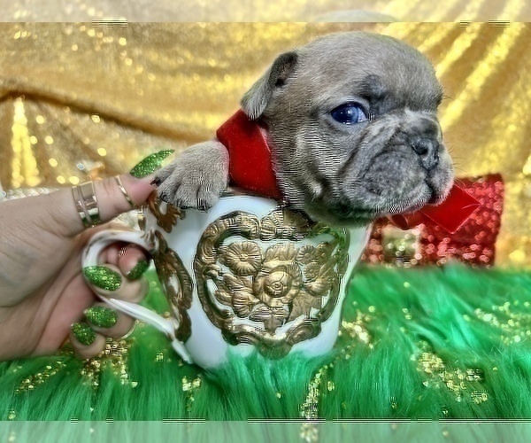 Medium Photo #102 French Bulldog Puppy For Sale in HAYWARD, CA, USA