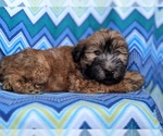 Small Photo #5 Soft Coated Wheaten Terrier Puppy For Sale in PARADISE, PA, USA