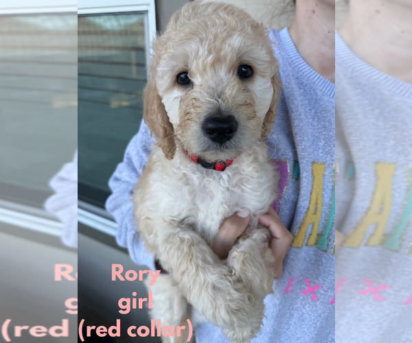 Medium Photo #3 Double Doodle Puppy For Sale in BULVERDE, TX, USA