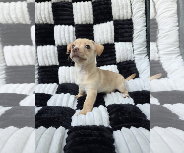Medium Photo #2 Chihuahua-Unknown Mix Puppy For Sale in San Francisco, CA, USA