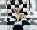 Small Photo #2 Chihuahua-Unknown Mix Puppy For Sale in San Francisco, CA, USA
