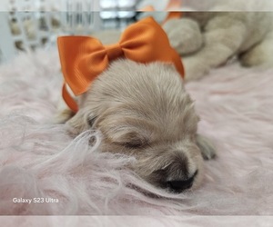 Medium Golden Retriever