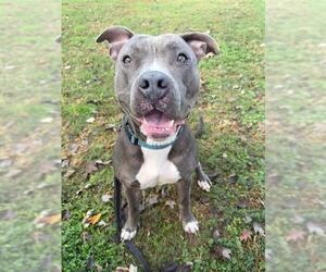 American Pit Bull Terrier Dogs for adoption in Tallahassee, FL, USA