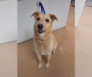 Labrador Retriever-Unknown Mix Dogs for adoption in Minneapolis, MN, USA