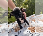Small Photo #12 Chipin Puppy For Sale in SAINT AUGUSTINE, FL, USA