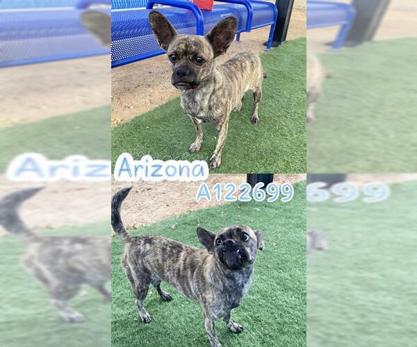 Medium Photo #1 Frenchie Pug Puppy For Sale in HESPERIA, CA, USA