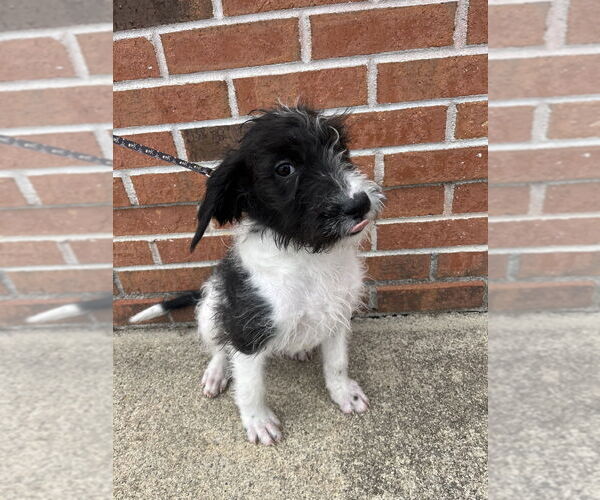 Medium Photo #4 Mutt Puppy For Sale in Candler, NC, USA