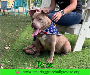 Rose - Female American Pit Bull Terrier-Unknown Mix Dog for Adoption - Photo #3