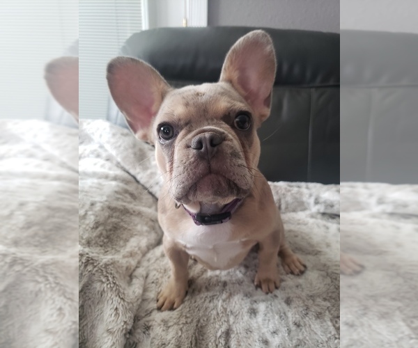 Medium Photo #1 French Bulldog Puppy For Sale in NORCO, CA, USA
