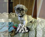 Small #1 Shih Tzu
