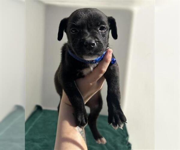 Medium Photo #1 German Shepherd Dog-Unknown Mix Puppy For Sale in Redlands, CA, USA