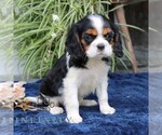 Small #2 Cavalier King Charles Spaniel