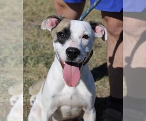 Mutt Dogs for adoption in Abbeville, LA, USA