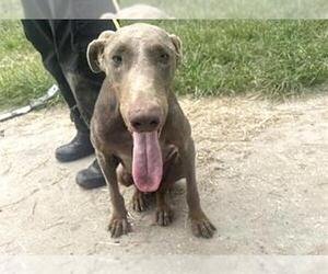 Doberman Pinscher Dogs for adoption in Houston, TX, USA