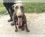 Small Doberman Pinscher