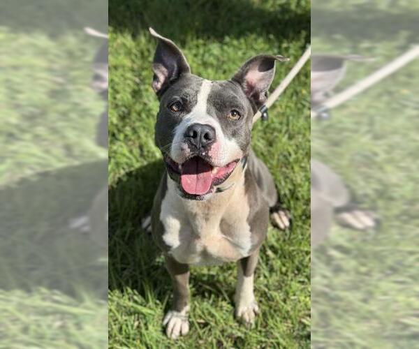 Medium Photo #1 American Staffordshire Terrier Puppy For Sale in Fort Lauderdale, FL, USA