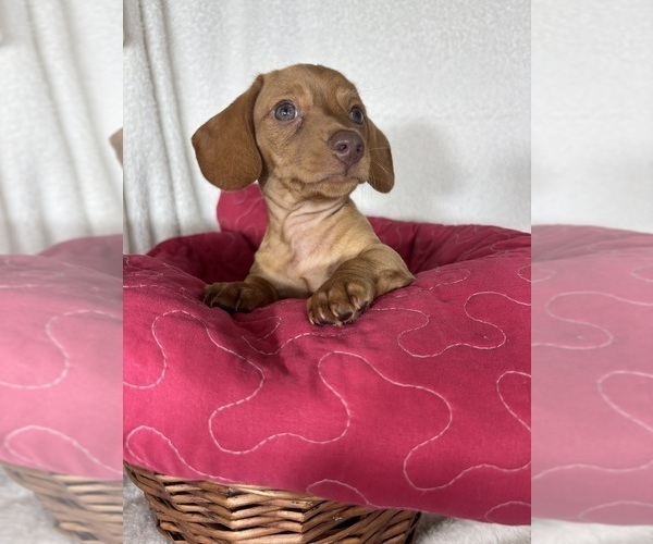 Medium Photo #4 Dachshund Puppy For Sale in GREENFIELD, IN, USA