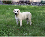 Small #3 Labrador Retriever