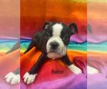 Puppy Bebo Boston Terrier