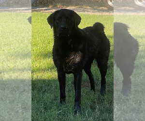 Mother of the Labrador Retriever puppies born on 10/07/2025