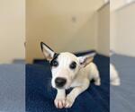 Small #4 Collie Mix