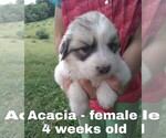 Small Photo #46 Great Pyrenees Puppy For Sale in HILLSVILLE, VA, USA
