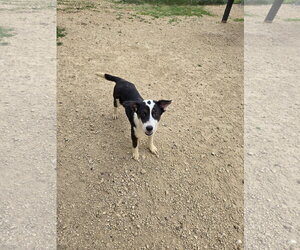 Mutt Dogs for adoption in Maquoketa, IA, USA