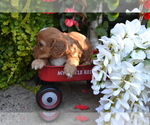 Puppy Skyler Cavapoo