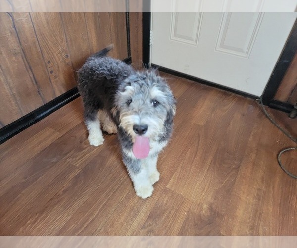 Medium Photo #8 Bernedoodle (Miniature) Puppy For Sale in BLACK FOREST, CO, USA