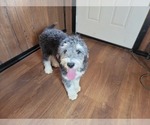 Small Photo #105 Bernedoodle (Miniature) Puppy For Sale in BLACK FOREST, CO, USA